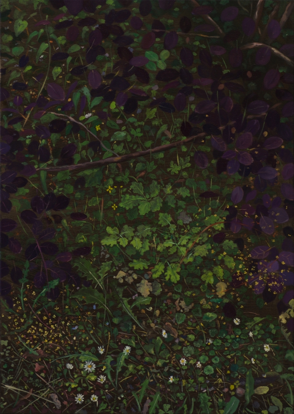 Dandelion, Oil, 50 x 70 cm