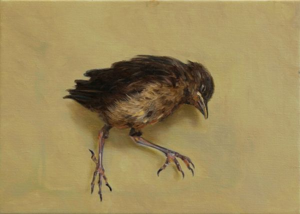 Dead blackbird, Oil, 35 x 25 cm